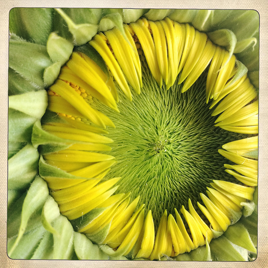 Sunflowerresized