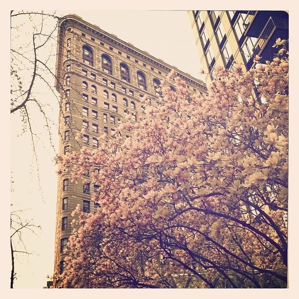 _Spring in NYC__Photographer - Carla Ercole